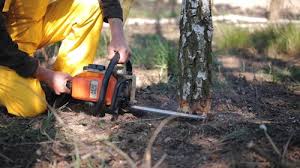 Trusted Mead, CO Tree Services Experts