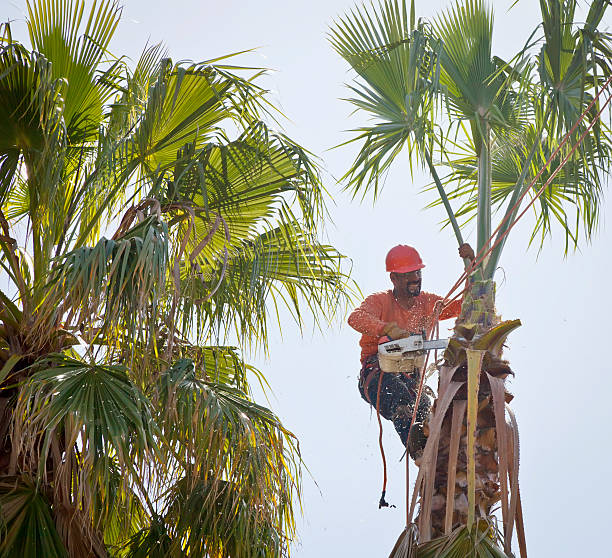 How Our Tree Care Process Works  in  Mead, CO